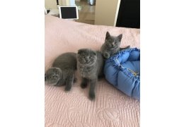 Scottish Fold Kittens Ready to Go - 1