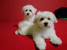 Maltees Pups beschikbaar voor verkoop