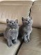 Britse korthaar kittens beschikbaar - 4 - Thumbnail
