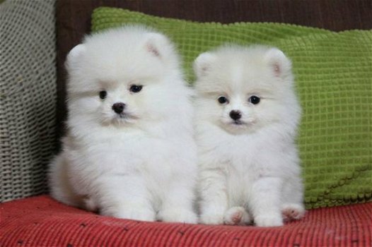 Pommeren (Pomeranian) miniatuur puppy's beschikbaar - 1