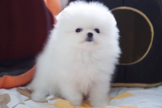 Pommeren (Pomeranian) miniatuur puppy's beschikbaar - 2