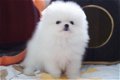 Pommeren (Pomeranian) miniatuur puppy's beschikbaar - 2 - Thumbnail