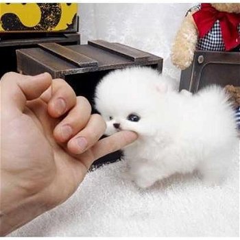 Pommeren (Pomeranian) miniatuur puppy's beschikbaar - 3