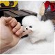 Pommeren (Pomeranian) miniatuur puppy's beschikbaar - 3 - Thumbnail