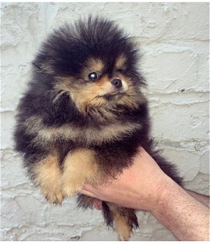 Pommeren (Pomeranian) miniatuur puppy's beschikbaar - 4