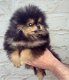 Pommeren (Pomeranian) miniatuur puppy's beschikbaar - 4 - Thumbnail