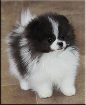 Pommeren (Pomeranian) miniatuur puppy's beschikbaar - 5
