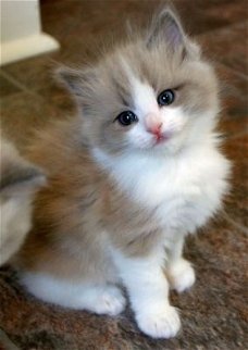 Ragdoll kittens beschikbaar voor adoptie!!