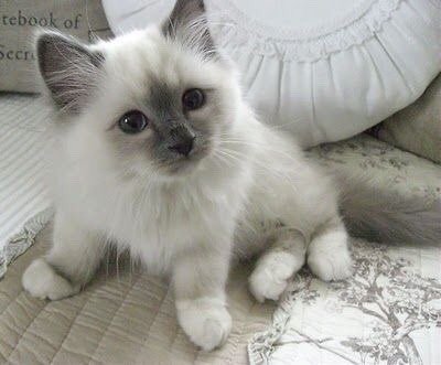 Super geregistreerd Ragdoll kitten!!! - 1