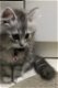 6 Mooie Ragdoll Kittens!!! - 1 - Thumbnail