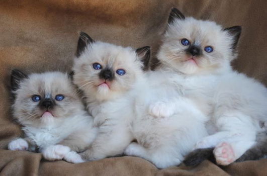 Leuke baby's nu klaar Ragdoll Mix kittens beschikbaar!!! - 1