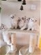 Ragdoll / Perzische kittens..,,,.....! - 1 - Thumbnail