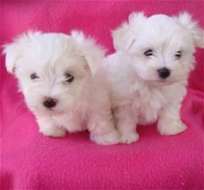 Maltese puppy's te koop