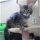 Vrouwelijke en mannelijke tabby Siberische kittens met voorouders - 1 - Thumbnail