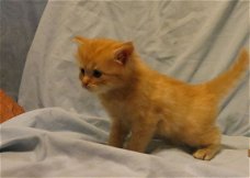 Maine Coon en Siberisch kruis Kitten Boy