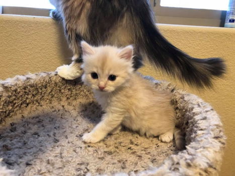 Maine Coon en Siberisch kruis Kitten Boy - 2