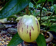 meloenpeer of pepino, een bijzondere vrucht