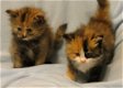 DRIE PUREBRED HYPOALLERGENISCHE KITTENS BESCHIKBAAR - 1 - Thumbnail