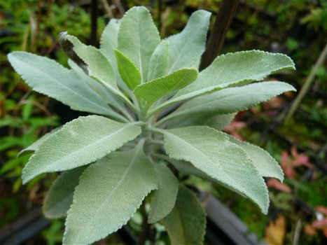 Salvia apiana white sage Indiaanse Rooksalie - 1