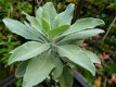 Salvia apiana white sage Indiaanse Rooksalie - 1 - Thumbnail