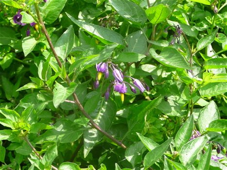 Bitterzoet, Solanum dulcamara - 1