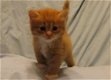 4 Traditionele Siberische kittens - 3 - Thumbnail