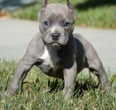 Amerikaanse Pitbull Terriër puppy's te koop - 2