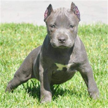 Amerikaanse Pitbull Terriër puppy's te koop - 3