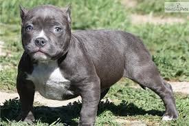 Amerikaanse Pitbull Terriër puppy's te koop - 5