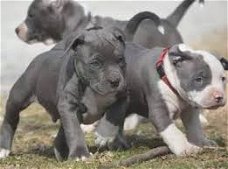 Amerikaanse Pitbull Terriër puppy's te koop