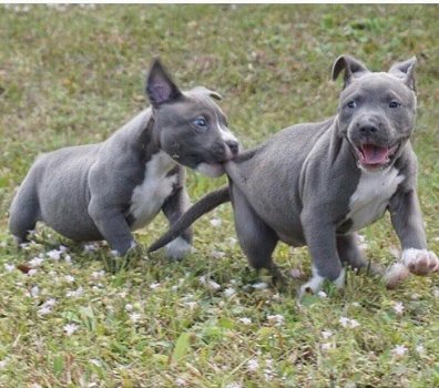 Amerikaanse Pitbull Terriër puppy's te koop - 2