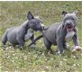 Amerikaanse Pitbull Terriër puppy's te koop - 2 - Thumbnail