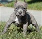 Amerikaanse Pitbull Terriër puppy's te koop - 3 - Thumbnail