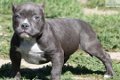 Amerikaanse Pitbull Terriër puppy's te koop - 5 - Thumbnail