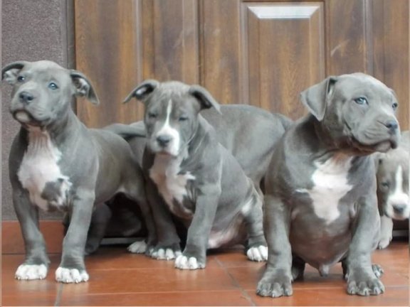 leven Toegangsprijs onpeilbaar Amerikaanse Pitbull Terriër puppy's te koop