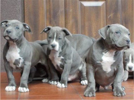 Amerikaanse Pitbull Terriër puppy's te koop - 6