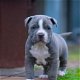 Amerikaanse Pitbull Terriër puppy's te koop - 7 - Thumbnail
