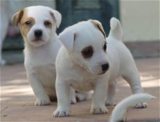 Prachtige Jack Russell-puppy's beschikbaar