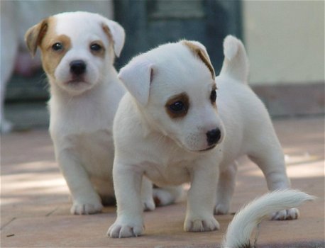 Prachtige Jack Russell-puppy's beschikbaar - 1