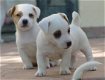 Prachtige Jack Russell-puppy's beschikbaar - 1 - Thumbnail