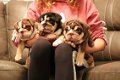 Engelse Bulldogs-puppy's Beschikbaar voor verkoop - 1 - Thumbnail