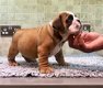 Engelse Bulldogs-puppy's Beschikbaar voor verkoop - 2 - Thumbnail