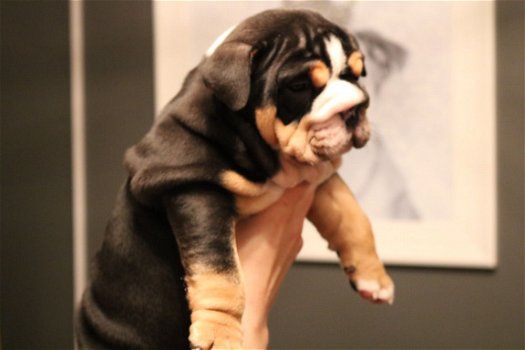 Engelse Bulldogs-puppy's Beschikbaar voor verkoop - 3