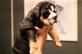 Engelse Bulldogs-puppy's Beschikbaar voor verkoop - 3 - Thumbnail