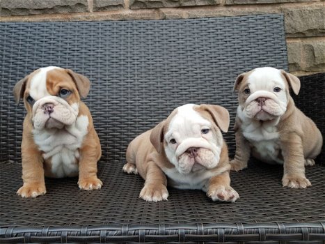 Engelse Bulldogs-puppy's Beschikbaar voor verkoop - 1