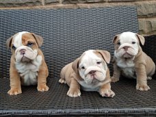 Engelse Bulldogs-puppy's Beschikbaar voor verkoop