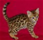 Savannah Kittens te koop - 1 - Thumbnail