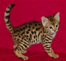 bloem Brood Onafhankelijk Savannah Kittens te koop