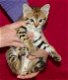 Savannah Kittens te koop - 2 - Thumbnail