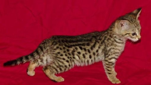 Savannah Kittens te koop - 3